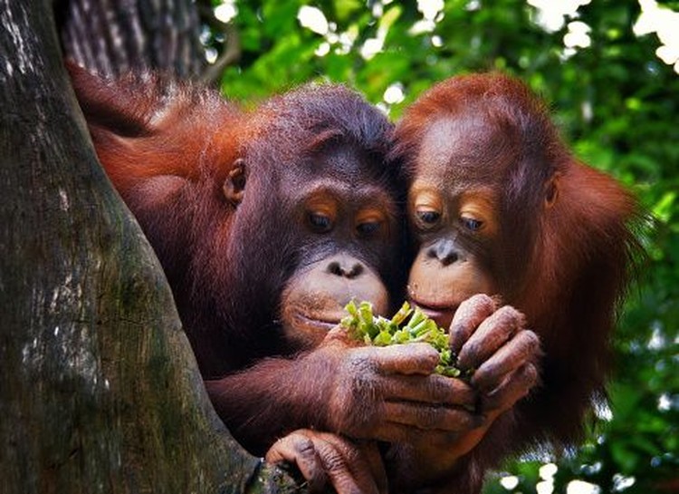 Ragam Spesies Hewan Unik di Kalimantan