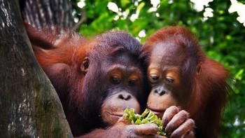 Orangutan Kalimantan masuk daftar sebagai hewan yang sangat terancam punah. Spesies ini adalah asli dari pulau Kalimantan, namun menurut International Union for Conservation of Nature (IUCN) hewan ini diklasifikasikan sebagai critically endangered (sangat terancam punah).   Sebuah penelitian telah menemukan bahwa dalam 16 tahun terakhir, jumlahnya telah berkurang 150.000. Alasannya perburuan hingga penggundulan hutan. (Foto: Getty Images)