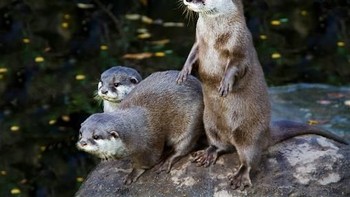 Berang-berang, populasi spesiesnnya semakin menurut. Mereka hidup di habita basah dan dataran rendah. Akibat ulah manusia yang merusak habitatnya hewan ini terancam punah. Mereka hidup dengan memakan ikan, mamalia kecil hingga buru.  (Foto: Getty Images)