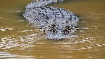 Buaya Air Asin dapat hidup rata-rata hingga 70 tahun di alam liar dan memiliki ukuran 17 kaki dengan berat 1,000 pound. SPesies ini adalah buaya terbesar di dunia dan merupakan predator riprian terbesar. National Geographic mencatat hewan ini paling sering diburu karena kulitnya yang memiliki nilai jual yang tinggi. (Foto: Getty Images)
