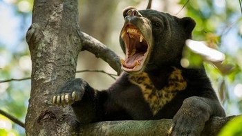 Beruang madu adalah spesies beruang paling langka di dunia. Spesies beruang ini adalah yang terkecil dan paling sedikit diketahui dan menurut WWF mereka hidup di hutan tropis Asia Tenggara.   Dalam beberapa dekade terkahir populasinya menurun akibat perusakan habitat dan juga perburuan. Mereka diburu karena mengincar bagian orang kantong empedu yagn diyakini memiliki nilai tinggi sebagai pengobatan. (Foto: Getty Images)