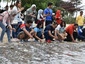 Pertamina Lepas 100 Ekor Tukik di Pantai Kuta Bareng Pelanggan
