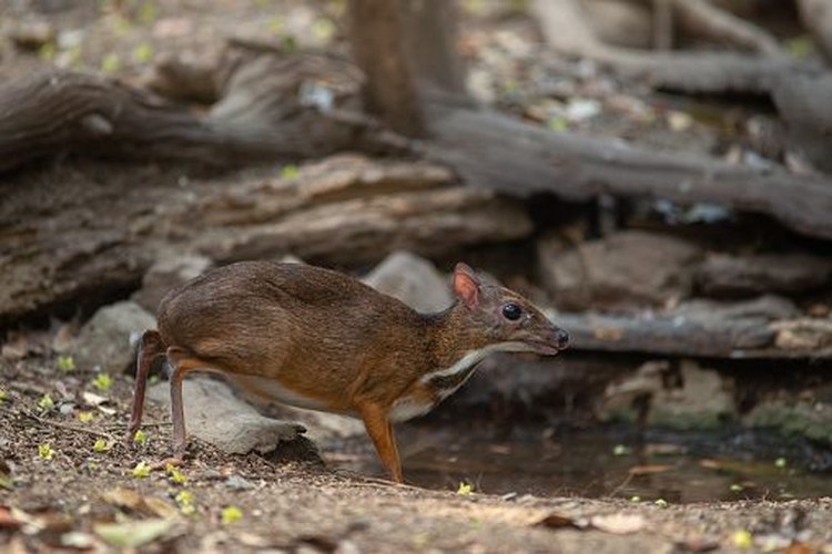 Ragam Spesies Hewan Unik di Kalimantan