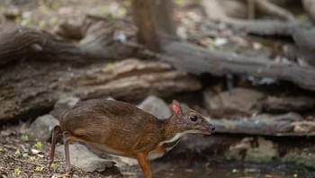 Kancil, perawakannya seperti rusa namun memiliki badan yang mungil. Ini adalah salah satu spesies terkecil dari hewan berkuku di dunia. Mereka memiliki bobot antara 4 hingga 33 pound.   Lal lain yang menarik tentang penampilan mereka adalah taring kecil mereka, yang menurut Ranker, mereka menggunakan ini sebagai gaya pertahanan hidup. (Foto: Getty Images)
