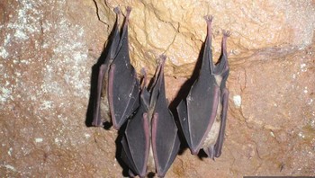 Rhinolophus borneensis atau Kelelawar Tapal Kuda adalah spesies kelalawar yang berukuran sedang dan masuk ke dalam daftar merah sebagai spesies terancm punah. Kelelawar tapal kuda tercatat hadir di sebagian besar Kalimantan dan hidup di hutan primer dan sekunder. (Foto:Devon Greater Horsehoe Project)