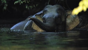 Borneo Pygmy Elephant atau Gajah Kerdil Kalimantan, hewan ini berbeda dengan gajah-gajah Asia pada umumunya. Menurut catatan Wwf hewan ini adalah salah satu paling lucu dengan wajah bayi, ekor panjang serta daun telinga yang lebar.   Spesies ini dikatakan pemalu, sayangnya hewan ini terancam punah karena perusahan akibat diperkiran hanya ada sekitar 1,500 hewan ini di dunia. (Foto: Getty Images)