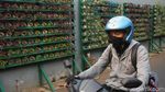 Solusi Terbatasnya Lahan Hijau lewat Taman Vertikal