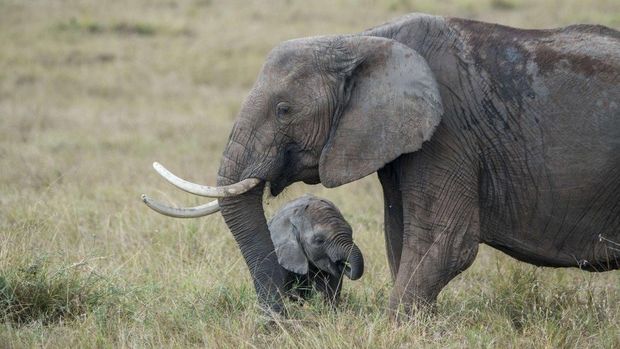 Gajah liar Afrika kini dilarang dikirim ke kebun binatang di seluruh dunia