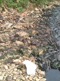 Penampakan ratusan bangkai ikan menggelepar