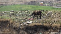 Kontur permukaan tanah yang berundak-undak dan kian surutnya debit air di aliran Sungai Citarum itu diduga menjadi penyebab utama munculnya sampah-sampah tersebut.