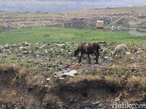 Melihat Kemunculan Pulau Sampah Saat Sungai Citarum Mengering