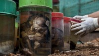 Sedikitnya ada 263 jenis satwa yang diawetkan akan dimusnahkan dengan cara dibakar.