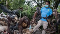 Petugas menata sejumlah satwa yang diawetkan untuk dimusnahkan di Kebun Binatang Bandung, Jawa Barat, Rabu (28/8/2019).