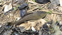 Pantauan detikcom, berbagai jenis sampah dan bangkai ikan sapu-sapu pun terlihat berserakan di pulau-pulau kecil tersebut.