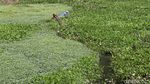 Sungai Citarum Surut, Sampah Pun Muncul