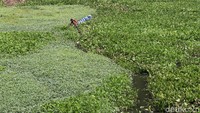 Di pulau kecil lainnya terlihat beberapa orang tengah menggarap kebun kacang panjang. Untuk menuju lokasi itu, petani biasanya menggunakan perahu atau rakit. Mereka pun harus berhadapan dengan tanaman gulma eceng gondok yang menghambat laju perahu mereka.