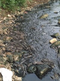 Sungai yang tercemar menyebabkan ekosistem yang ada terganggu