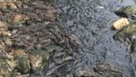 Sungai Cileungsi Tercemar: Air Hitam Berbusa-Ikan Mati Bergelimpangan