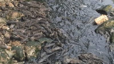 Sungai Cileungsi Tercemar: Air Hitam Berbusa-Ikan Mati Bergelimpangan