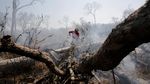 Kebakaran Hebat di Hutan Amazon Menjalar Hingga Bolivia