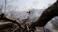 Kebakaran hutan di Bolivia ini pun terjadi akibat imbas kebakaran hutan hebat yang melanda hutan Amazon di Brasil. David Mercado/Reuters.