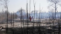 Seperti diketahui, hutan Amazon yang berada di wilayah Brasil berbatasan dengan sejumlah negara lain, seperti Venezuela, Kolombia, dan Bolivia. Kebakaran hutan Amazon itu pun kini menjalar hingga ke wilayah Bolivia. David Mercado/Reuters.