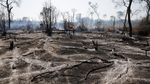 Kebakaran Hebat di Hutan Amazon Menjalar Hingga Bolivia