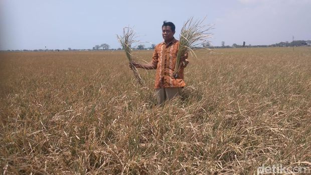 140 Ha Sawah Kering, Petani di Kudus-Pati Minta Air Bendungan Logung