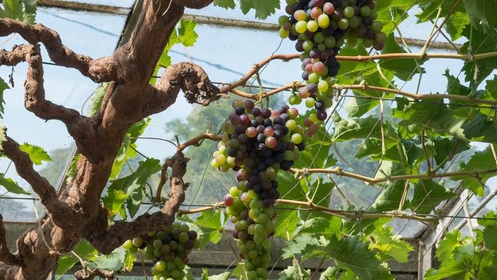 Anggur rumah menanam halaman cara di Tips Budidaya
