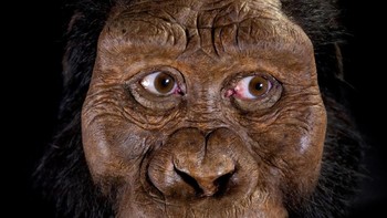 Secara singkat, temuan tersebut tidak membantah bahwa Lucy memang menghasilkan genus Homo tapi disisi lain turut membuka perdebatan tentang kemungkinan spesies lain yang bisa jadi asal-usul manusia. Foto: Reuters