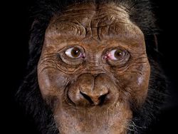 Potret Tengkorak 3,8 Juta Tahun, Diduga Nenek Moyang Manusia