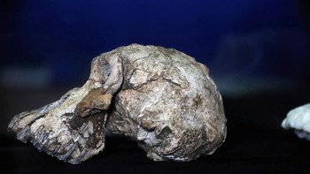 Tengkorak ini ditemukan Prof. Yohannes Haile-Selassie di Miro Dora, yang berada di Distrik Mille di Afar, Ethiopia. Ilmuwan yang berafiliasi ke Cleveland Museum of Natural History di Ohio, Amerika Serikat, ini menyatakan ia segera bisa mengenali nilai penting fosil ini. Foto: Reuters