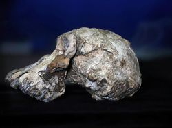 Potret Tengkorak 3,8 Juta Tahun, Diduga Nenek Moyang Manusia