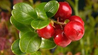 Tampilannya hampir menyerupai cranberry, tetapi ini adalah lingonberry, jenis buah berry yang banyak ditemukan di Swedia. Biasa digunakan untuk olahan selai. Foto: iStock