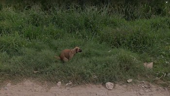 Waduh si guguk lagi pup. (Foto: Dok. Google via Boredpanda.com)