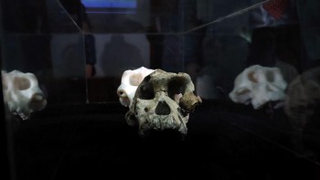 Diperkirakan A. anamensis adalah nenek moyang langsung dari spesies bernama Australopithecus afarensis. Sedangkan A. afarensis disebut nenek moyang langsung kelompok (genus) manusia, yang dikenal dengan sebutan Homo, termasuk di dalamnya manusia yang hidup saat ini. Foto: Reuters