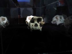 Potret Tengkorak 3,8 Juta Tahun, Diduga Nenek Moyang Manusia