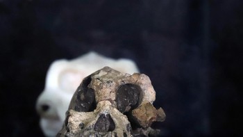 Ini melawan ide bahwa nenek moyang manusia berkembang secara linear dan menunjukkan tumpang tindih spesies mirip kera bisa terjadi, membuka kemungkinan berbagai rute evolusi menuju spesies manusia pertama. Foto: Reuters