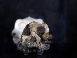 Potret Tengkorak 3,8 Juta Tahun, Diduga Nenek Moyang Manusia