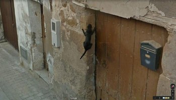 Eh ada kucing lompat tinggi banget! (Foto: Dok. Google via Boredpanda.com)