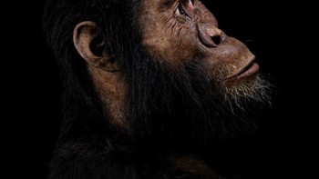 Ilmuwan pun akan terus melakukan penyelidikan. “Ia hidup di dekat danau besar yang dulu kering. Kami akan melakukan pekerjaan di deposit itu untuk memahami lingkungannya, hubungannya dengan perubahan iklim serta bagaimana dampaknya pada evolusi manusia,” ujar Naomi Levin, salah satu peneliti.  Foto: Reuters