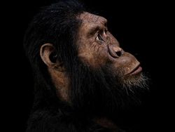 Potret Tengkorak 3,8 Juta Tahun, Diduga Nenek Moyang Manusia