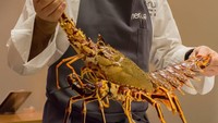 Wih! Lobster berukuran besar ini tampil cantik sebelum diolah jadi menu makan malam yang spesial di Neura. Foto: Istimewa