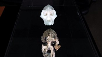 Penemuan ini juga mungkin membuka teori baru. Sebelumnya, ilmuwan yakin bahwa anamensis, yang sebelumnya diketahui hanya dari fragmen tulang, punah dan bangkitlah afarensis. Namun temuan ini mengungkap dua spesies itu sepertinya hidup berdampingan setidaknya 100 ribu tahun. Foto: Reuters