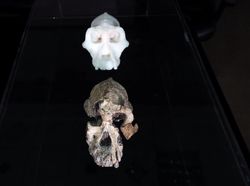 Potret Tengkorak 3,8 Juta Tahun, Diduga Nenek Moyang Manusia