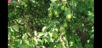YouTuber Ini Pamerkan Keseruan Panen Apel, Pir hingga Peach Liar