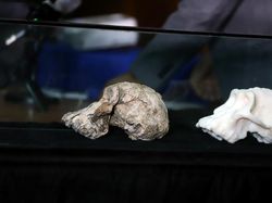 Potret Tengkorak 3,8 Juta Tahun, Diduga Nenek Moyang Manusia