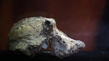 Fosil itu adalah yang paling tua sejauh ini dari australopithecus, grup penting nenek moyang manusia yang hidup antara 1,5 sampai 4 juta tahun silam. Juga merupakan tekngkorak pertama yang ditemukan dari Australopithecus anamensis, genus terawal dari kelompok itu. Foto: Reuters