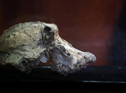 Potret Tengkorak 3,8 Juta Tahun, Diduga Nenek Moyang Manusia