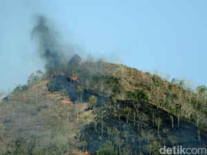 1,5 Hektare Hutan Gunung Kebo di Trenggalek Hangus Terbakar